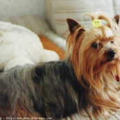 Photo de Yorkshire terrier