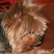 Photo de Yorkshire terrier