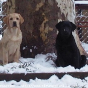 Photo de Labrador retriever