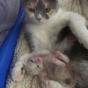 Photo de Scottish fold