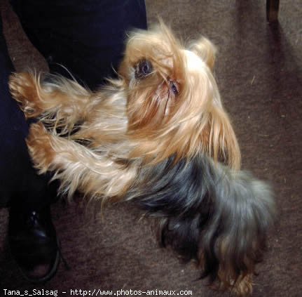 Photo de Yorkshire terrier