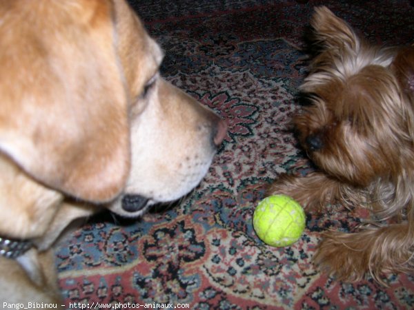 Photo de Labrador retriever