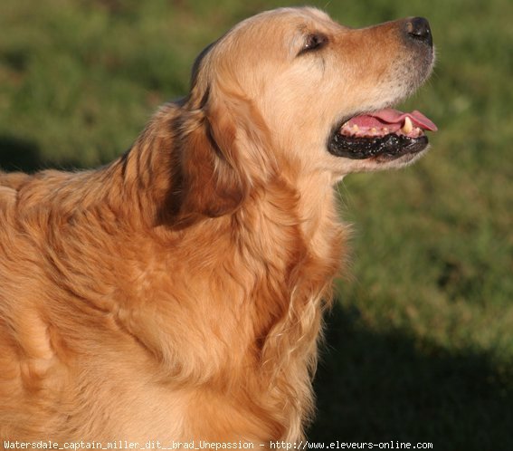 Photo de Golden retriever