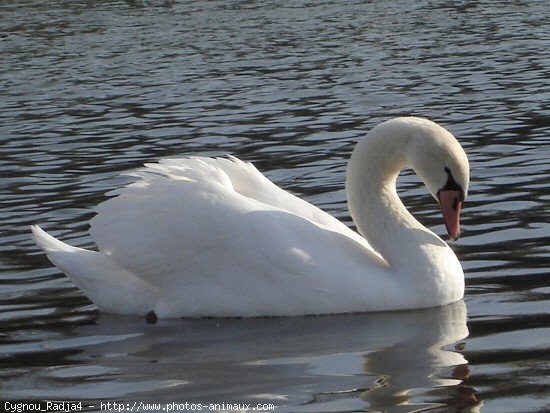 Photo de Cygne