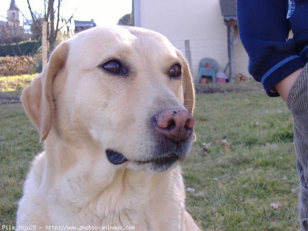 Photo de Labrador retriever