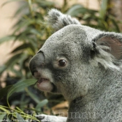 Photo de Koala