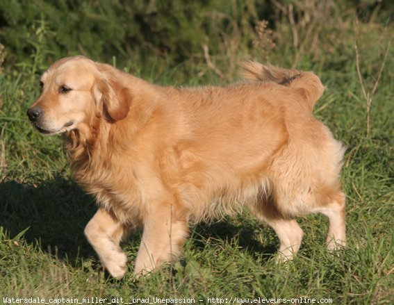 Photo de Golden retriever