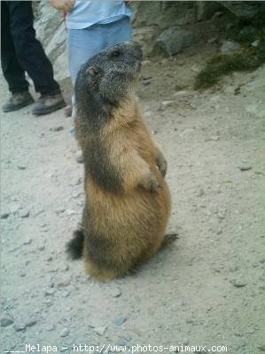 Photo de Marmotte