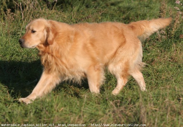 Photo de Golden retriever