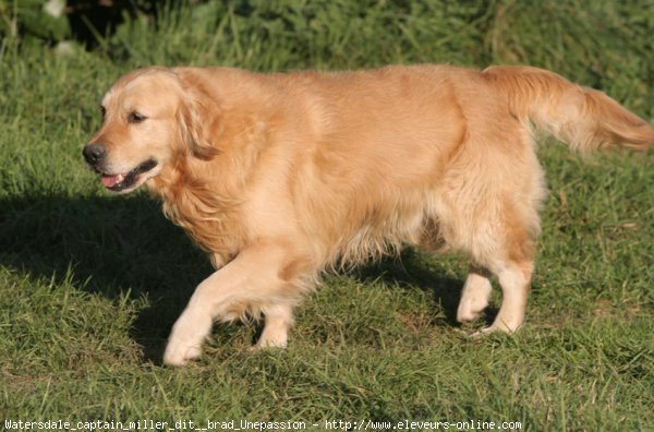 Photo de Golden retriever