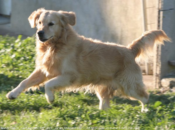 Photo de Golden retriever