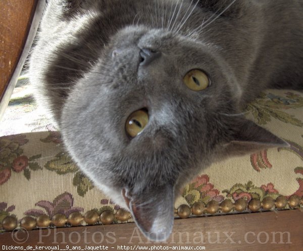 Photo de Chartreux