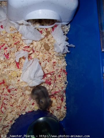 Photo de Hamster