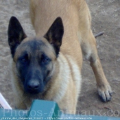 Photo de Berger belge malinois