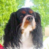 Photo de Cavalier king charles spaniel