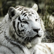 Photo de Tigre