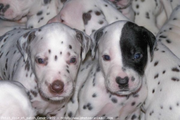 Photo de Dalmatien