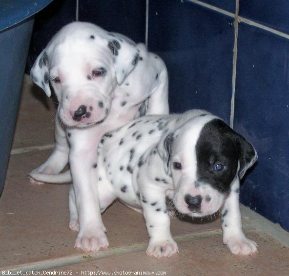 Photo de Dalmatien