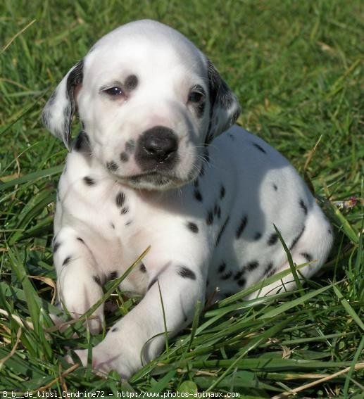 Photo de Dalmatien