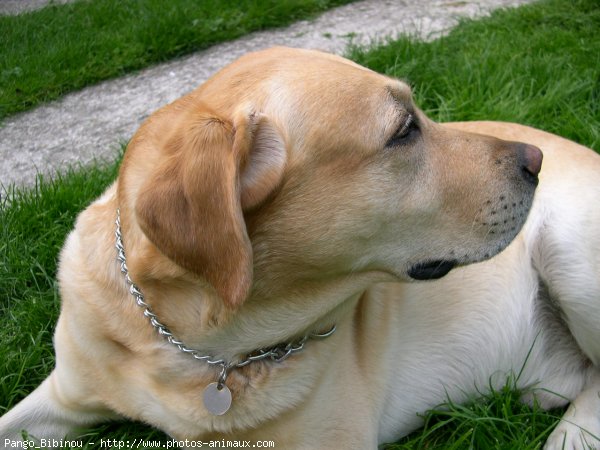 Photo de Labrador retriever