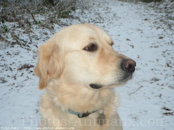 Photo de Golden retriever