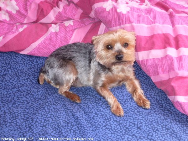 Photo de Yorkshire terrier