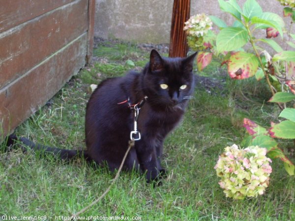 Photo de Chat domestique