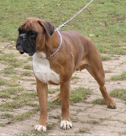 Photo de Boxer