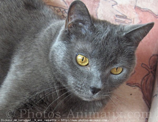 Photo de Chartreux