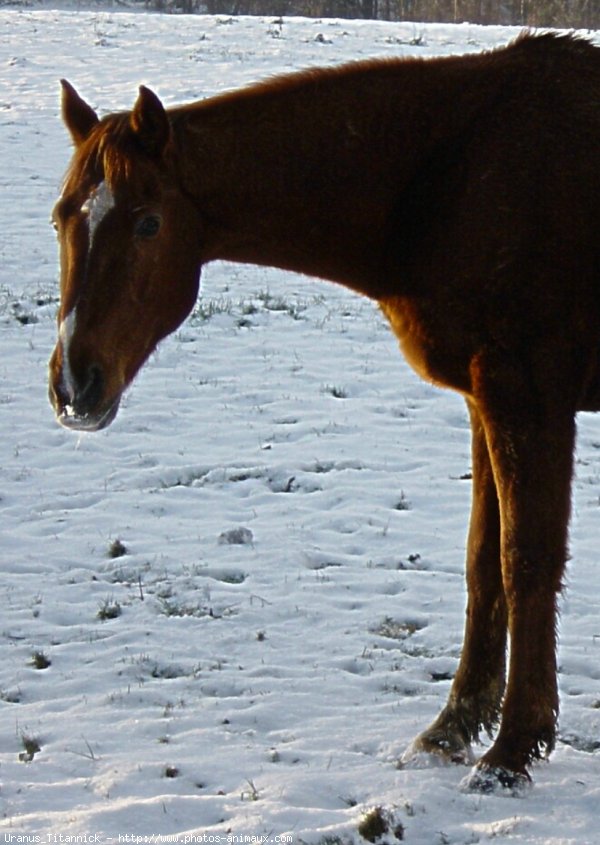 Photo de Selle franais