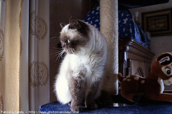 Photo d'Exotic shorthair