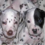 Photo de Dalmatien