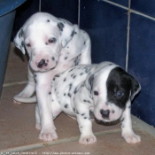 Photo de Dalmatien