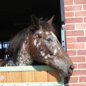 Photo d'Appaloosa