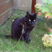 Photo de Chat domestique