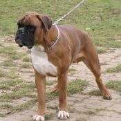 Photo de Boxer