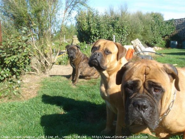 Photo de Bullmastiff