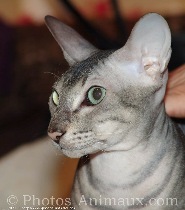 Photo de Peterbald