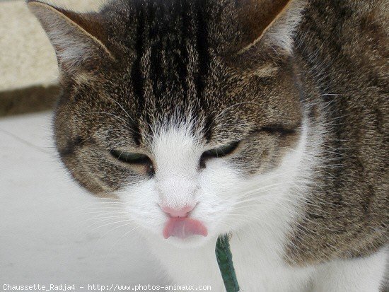 Photo de Chat domestique