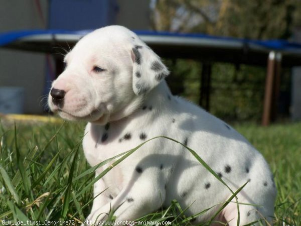 Photo de Dalmatien