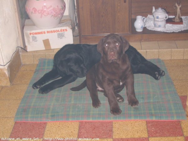 Photo de Labrador retriever