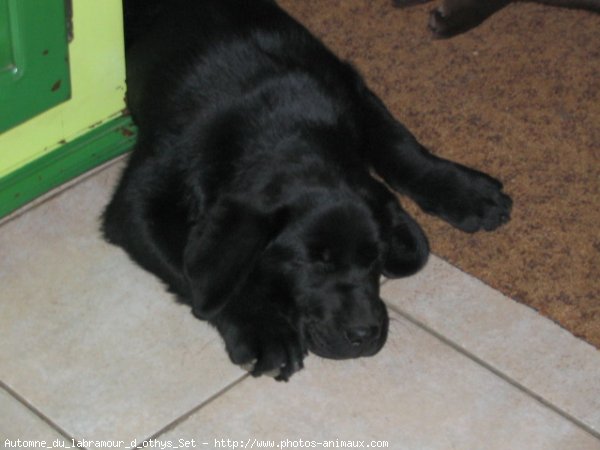 Photo de Labrador retriever