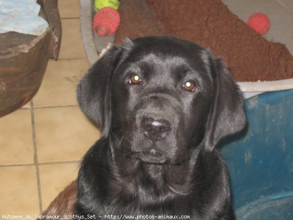 Photo de Labrador retriever