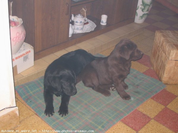 Photo de Labrador retriever