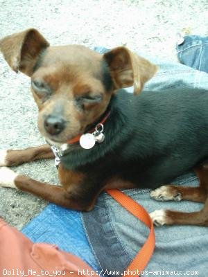 Photo de Pinscher nain