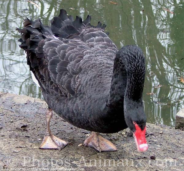 Photo de Cygne