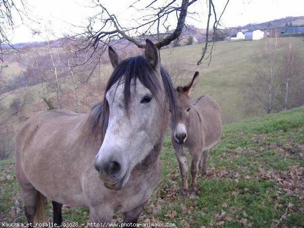 Photo de Croisement