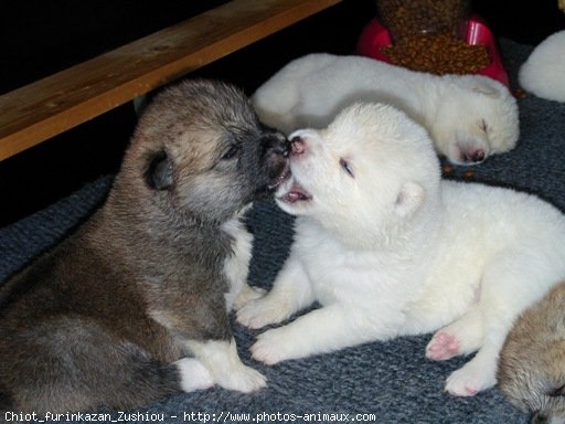 Photo d'Akita inu