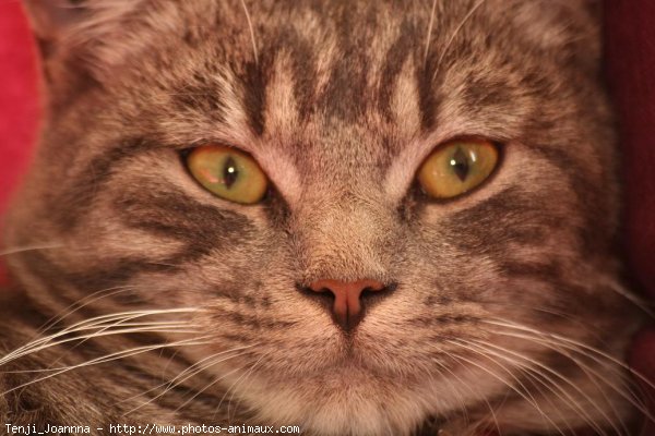 Photo de Chat domestique