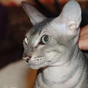 Photo de Peterbald